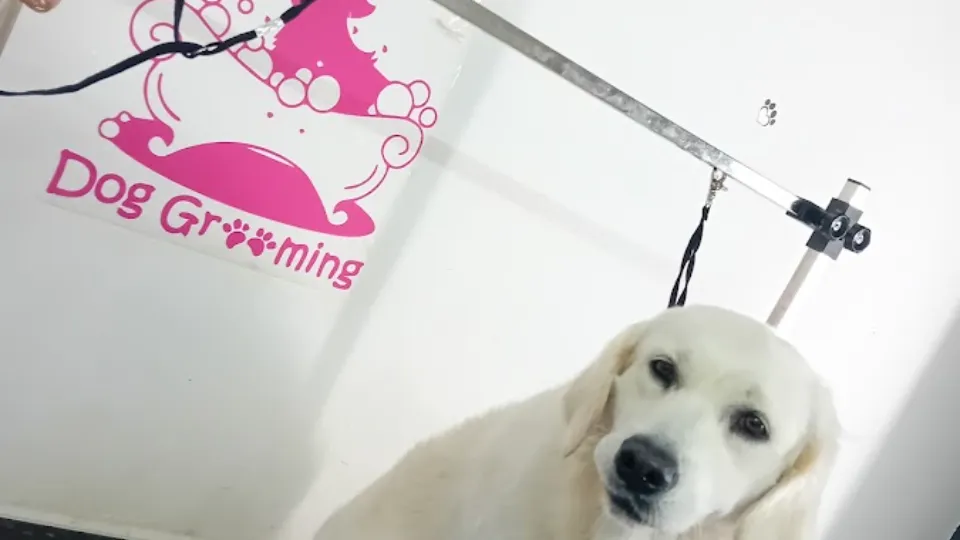 FRIZERIE CANINA PUFY&MISHA PITESTI — fotografie de copertă