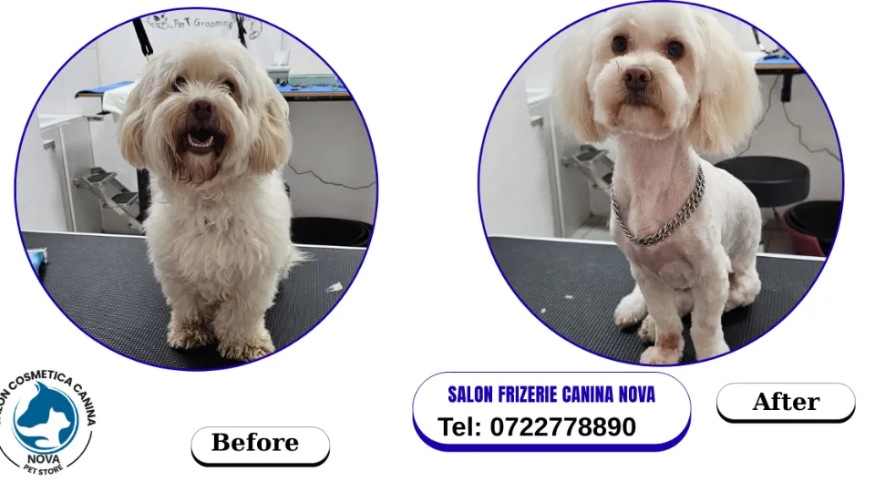 Salon Cosmetica Canina PetNova — fotografie de copertă