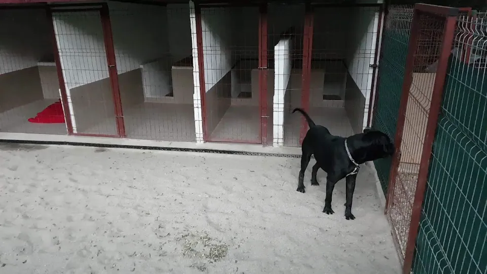 Pensiune canină Aryss — fotografie de copertă