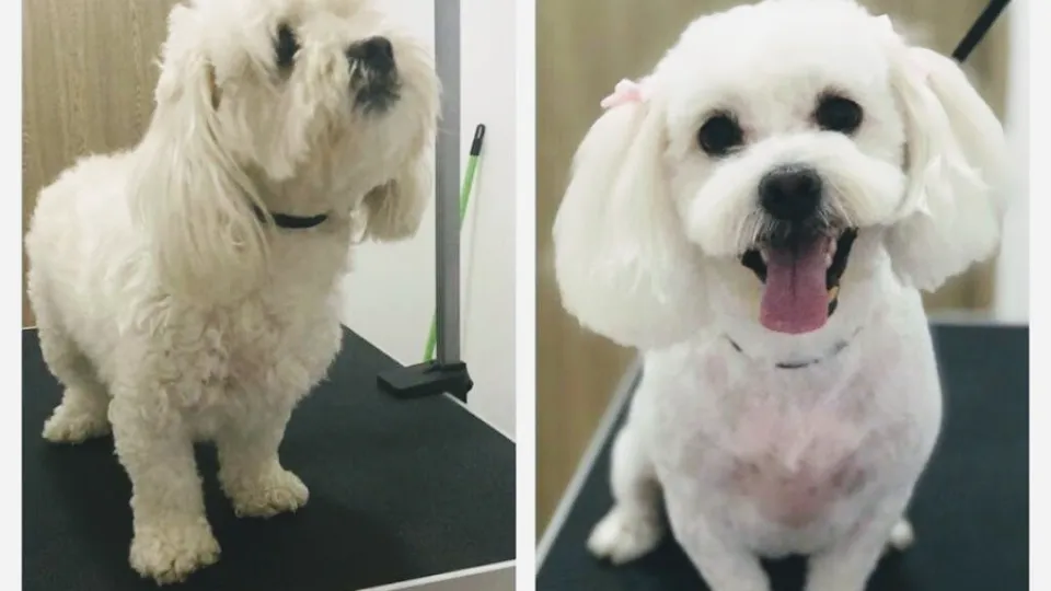 Frizerie Canina Craiova- Simnicu de Sus Diamond Pet's — fotografie de copertă