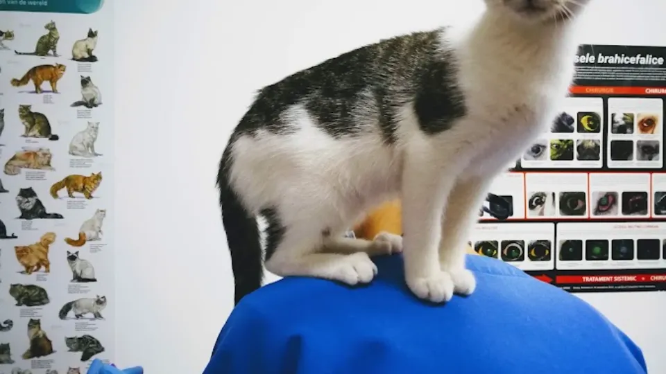 Cabinet veterinar Mop Vet Iasi — fotografie de copertă