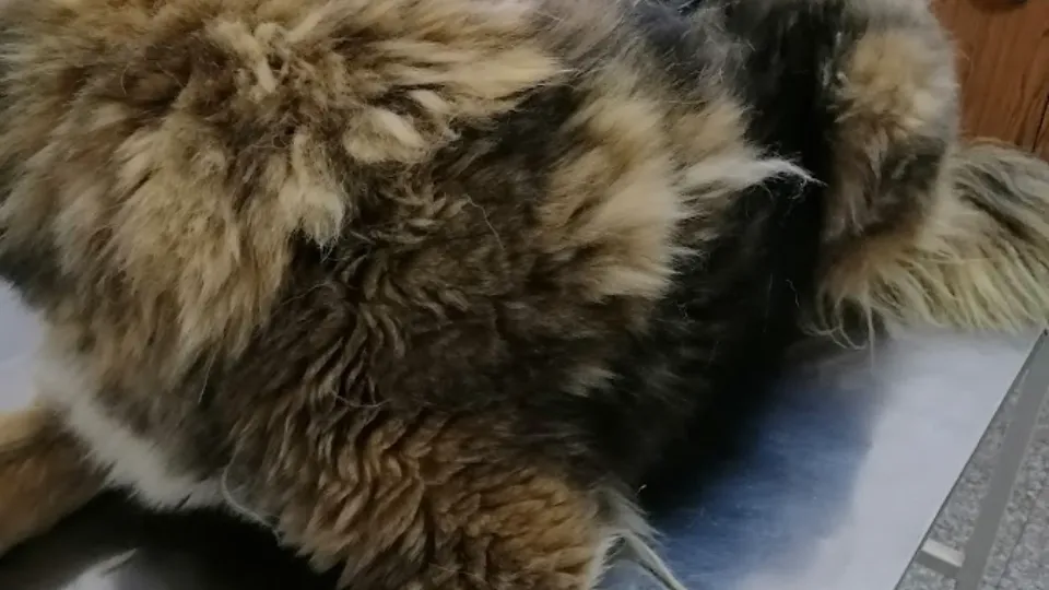Cabinet Veterinar Medi Vet Constanta — fotografie de copertă
