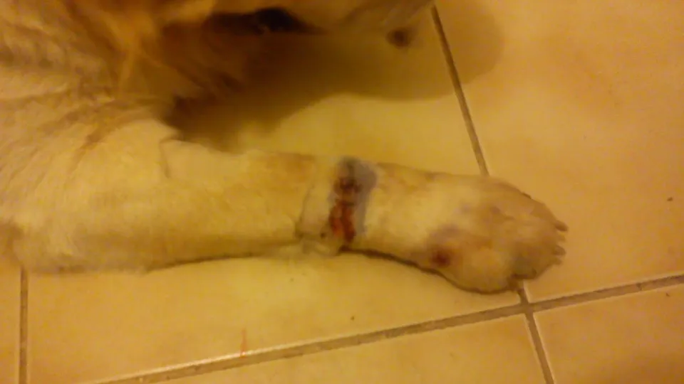 Clinica Veterinara UNIVET — fotografie de copertă