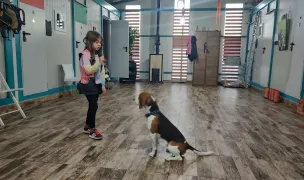 Adulmecătorii - Pensiune canina si scoala de dresaj Sibiu — Animal Training, Sibiu