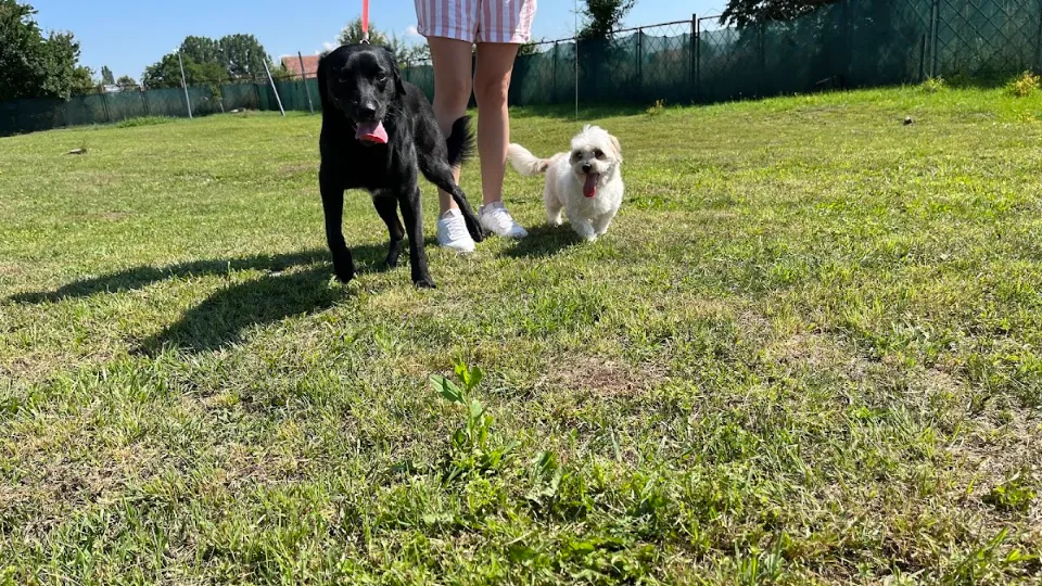 Pets Academy — fotografie de copertă