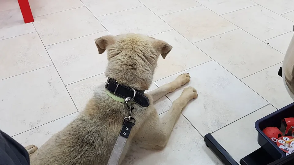 Clinica Veterinară Bassy — fotografie de copertă