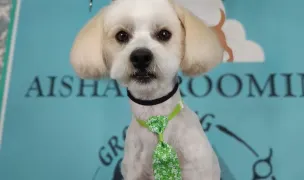 Aisha Grooming - Salon toaletare caini — Dog & Cat Salon, Timișoara