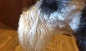 Alfa San — Cabinete Veterinare, Municipiul Iași, Iași