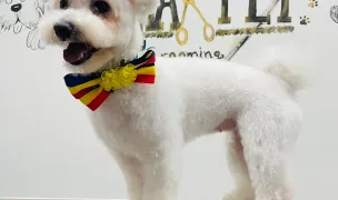 Alma Pet — Salon Câini & Pisici, Municipiul Botoșani, Botoșani