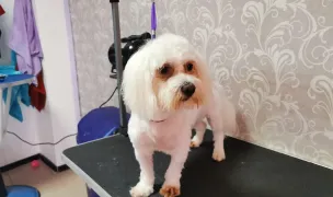 Amelly Salon — Pet Grooming, Constanta