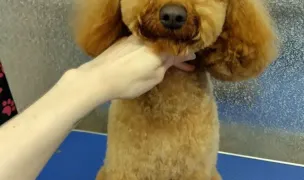 Anca pet groomer — Salon Câini & Pisici, Municipiul Arad, Arad