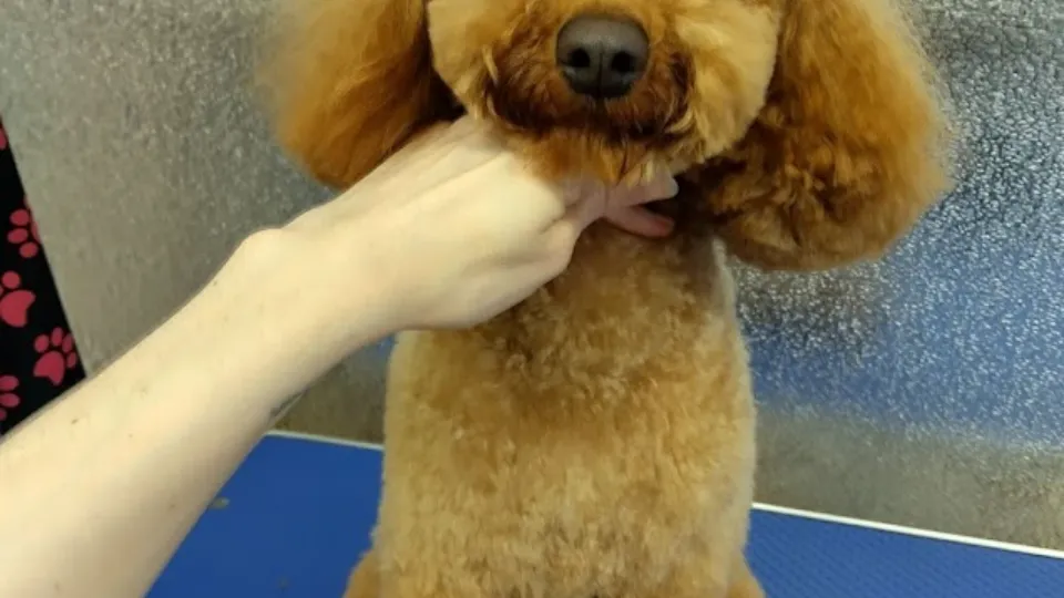Anca pet groomer — fotografie de copertă
