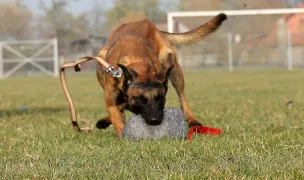 Angry Fox Kennel — Animal Training, Ciacova