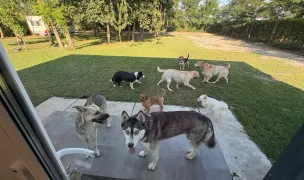 Animal's Kingdom hotel caini/pensiune canina — Pet Hotels, Galați