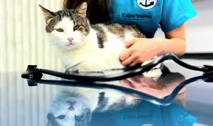 Arca lui Petru — Cabinete Veterinare, Craiova, Dolj