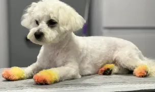 ARCA PET VET — Salon Câini & Pisici, Suceava