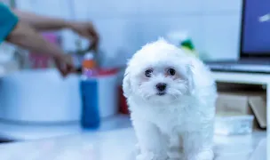 ARCAVET Cabinet Veterinar Galati — Spitale Veterinare, Municipiul Galați, Galați
