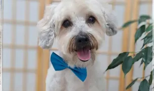 Aremi Pets - Salon Grooming — Salon Câini & Pisici, Municipiul Iași, Iași