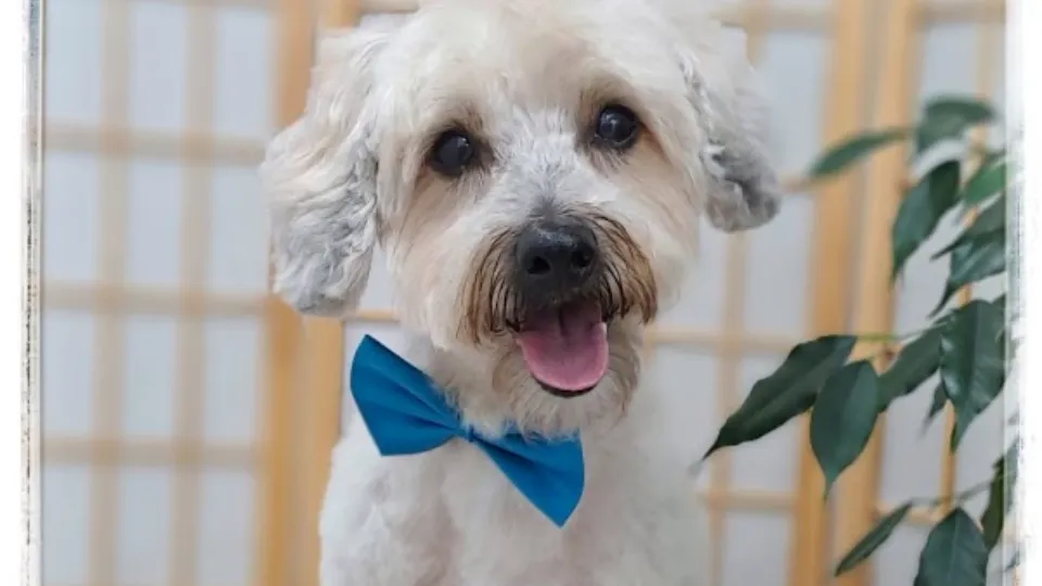 Aremi Pets - Salon Grooming — fotografie de copertă