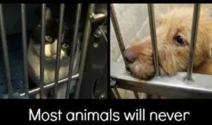Asociatia Ador Botosani dog shelter victoria — Adăposturi Animale, Botoșani