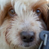 Logo Asociația ANCA HELPS ANIMALS-ANCA HILFT TIEREN
