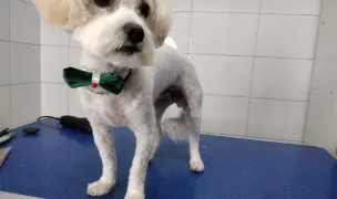 Aura ProEco Vet — Cabinete Veterinare, Municipiul Botoșani, Botoșani