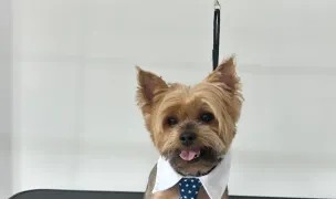 AXA Pet Salon — Dog & Cat Salon, Constanta
