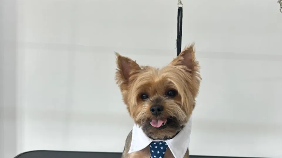 AXA Pet Salon — fotografie de copertă