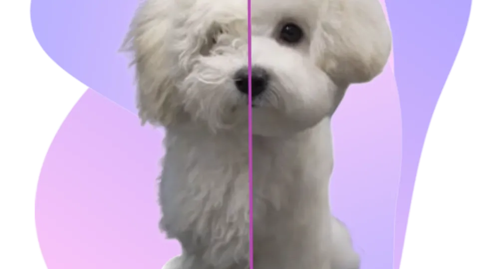 Groomy - Salon Canin Mosnita Veche — fotografie de copertă