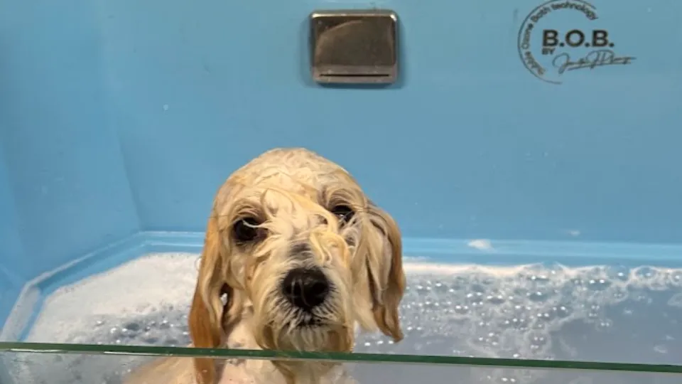 FrisÉ Grooming & Pet Shop — fotografie de copertă