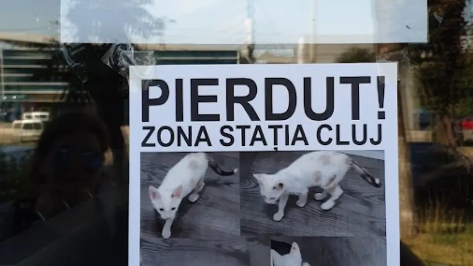 Supreme's PET SHOP — fotografie de copertă