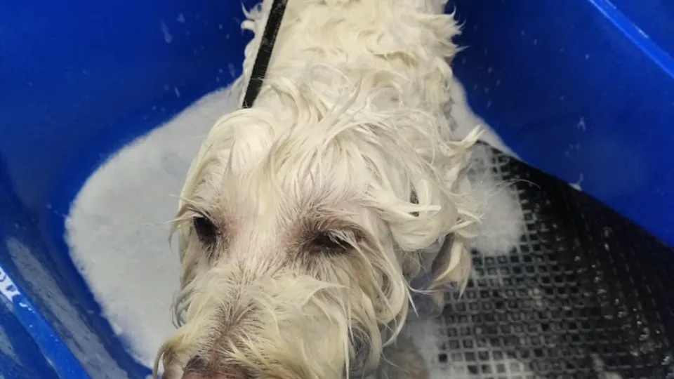 Salon canin Veterra - Pet Care Timisoara — fotografie de copertă