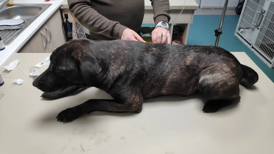 Safta Clinica Veterinara — fotografie de copertă