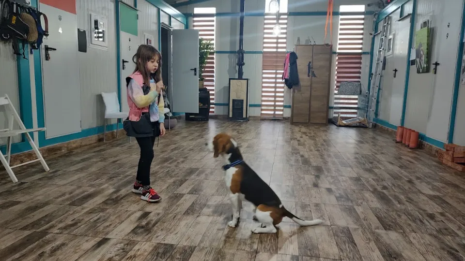 Adulmecătorii - Pensiune canina si scoala de dresaj Sibiu — fotografie de copertă