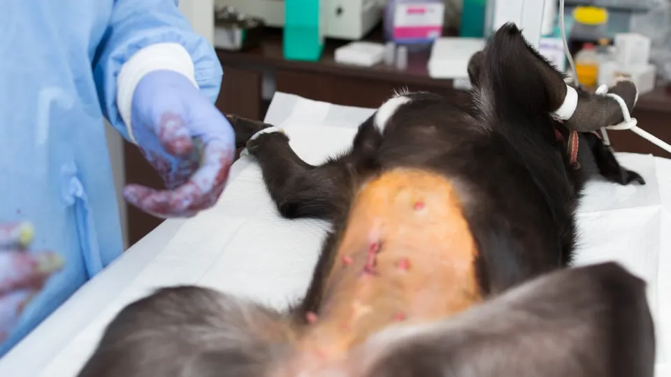 Cabinet Veterinar Branistea BN — fotografie de copertă