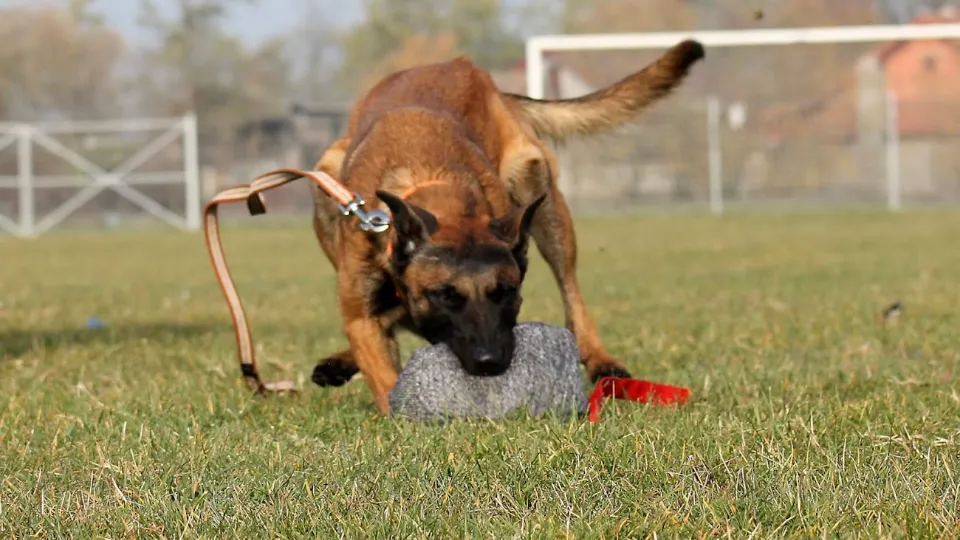Angry Fox Kennel — fotografie de copertă