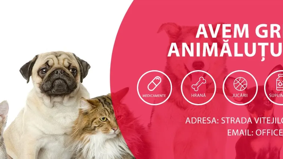 Daily Vet — fotografie de copertă
