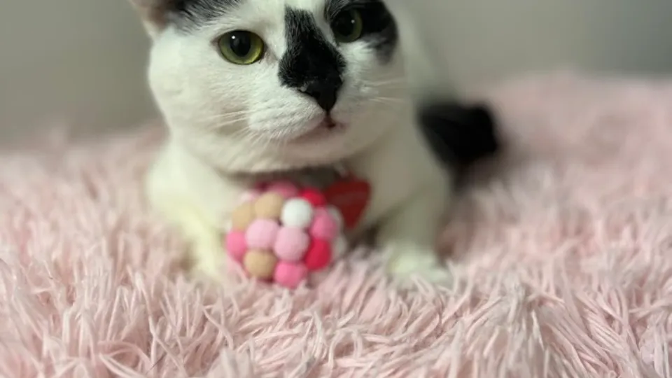 Happy Cats Room Hotel — fotografie de copertă