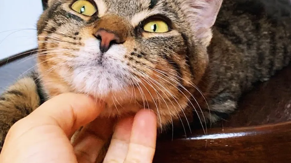 Frau Miau Catsitting — fotografie de copertă