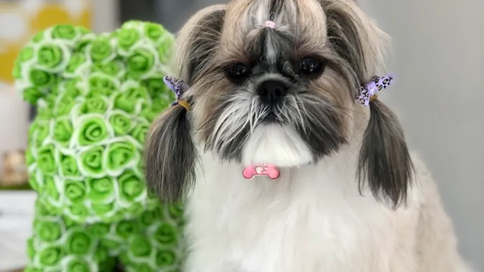 PRIETENUL BLĂNOS Grooming & Boutique Pet Hotel — fotografie de copertă