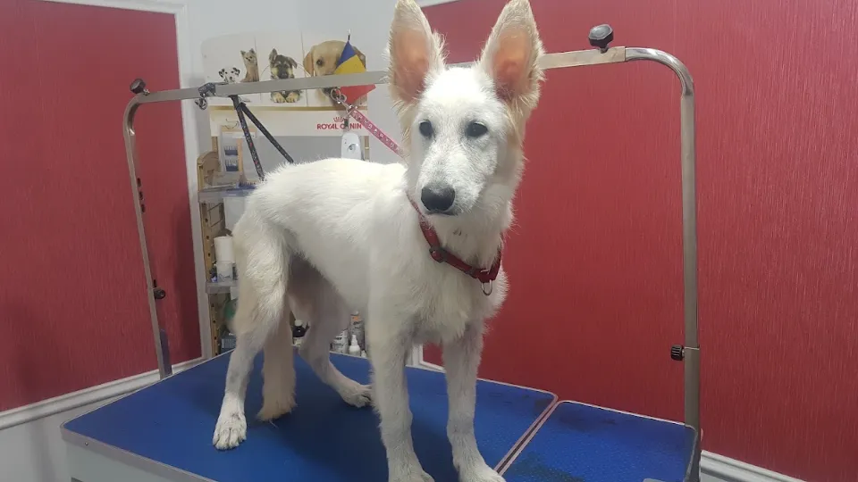 Cosmetica Canina WOOF — fotografie de copertă