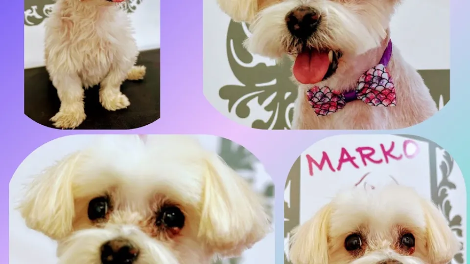 Salon Canin Marko — fotografie de copertă