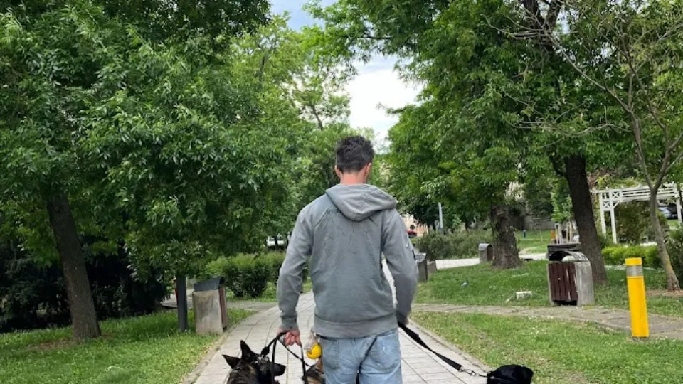 dresaj canin | quintessenceK9 — fotografie de copertă