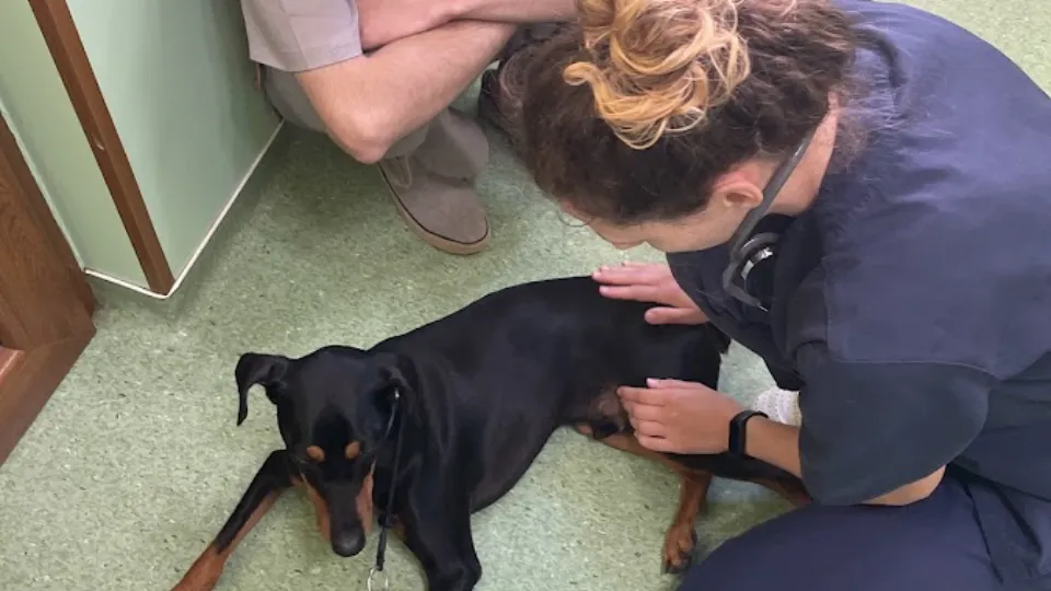 Cabinet Medical Veterinary Dr. Popa Robert — fotografie de copertă