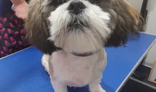 Baran Cristina — Cabinete Veterinare, Baia Mare, Maramureș