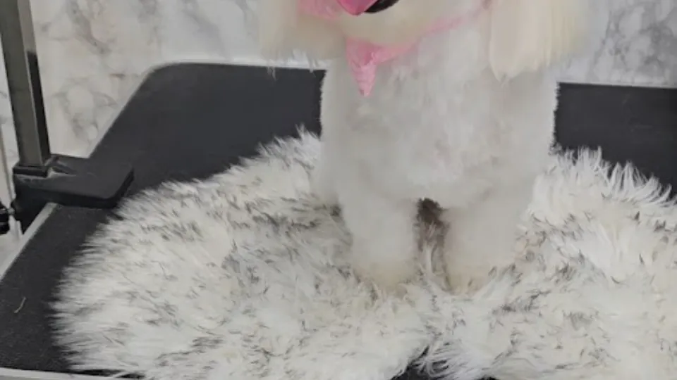 Frizerie Canină Axy Pet Style — fotografie de copertă