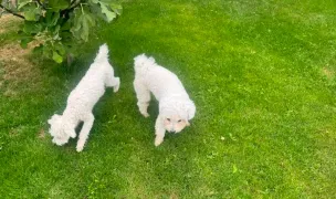 Bejan Pet's Hotel — Pet Hotels, Ciorogarla, Ilfov