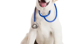 Bioveti — Veterinary Hospitals, Timișoara