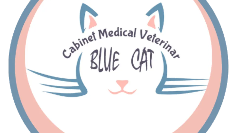 Blue Cat — fotografie de copertă