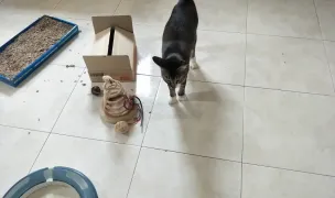 Bona de Animale Galati Cazare & Plimbari — In-Home Pet Sitting, Galați